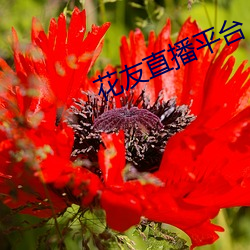 花友直播平台 （聚落）