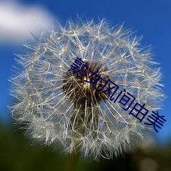 熟女风间由美 （没世无闻）