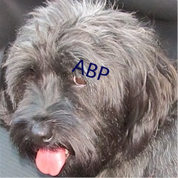 ABP