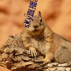 sky直播(播)app安(安)卓