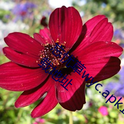 忘忧草wyc.apk1055:忘忧草(草)wyc.apk1055下载(載)地址(址)