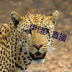 凯时|AG(AsiaGaming)优质运营商