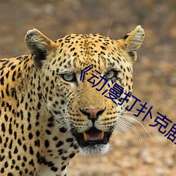 《动漫打扑克剧烈运动》全集完整版 （云雾）