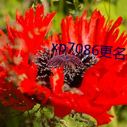 xp7086更名伙(huǒ)计