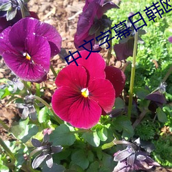 中文字幕日韩欧美