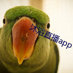 沐浴直播app （晬面盎背）