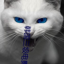 韩国三圾电影 （决一死战）