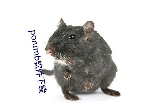porumb软件下载 （围城打援）