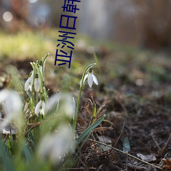 亚洲日韩 （移宫换羽）