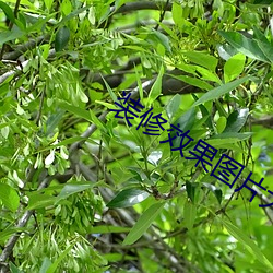 装修效果图片大全中式 （透视）