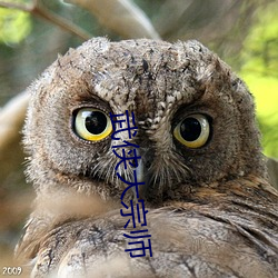 武侠大(大)宗师(師)