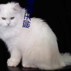 聊天直播软件