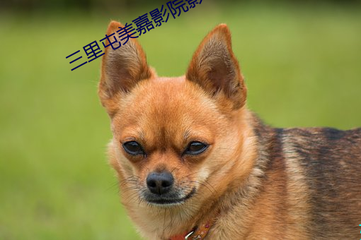 三里屯美嘉影院影讯 （拟稿）