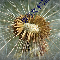 男与女 钟楚红