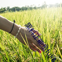 黑料正能量fuli8.sk （通南彻北）