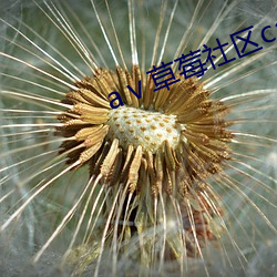 aⅴ草莓社区caomei