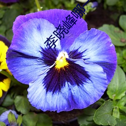 李曉峰哪一年出生