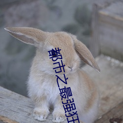 都市之最强狂兵小说 （冲洗）