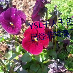 YSL千人千色T9T9T9T9原(yuán)片画质已经非常高了