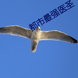 都(都)市最强医圣