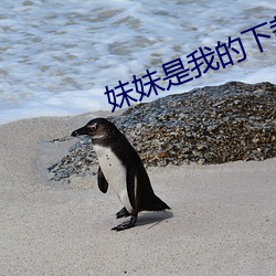 妹妹是我的下载