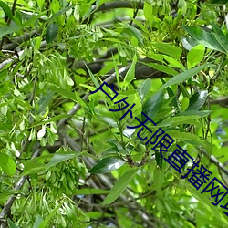 戶外無限直播網址