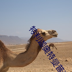 特利迦奧特曼普通話版觀看