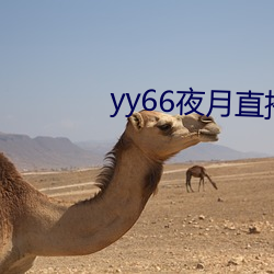 yy66夜月直播