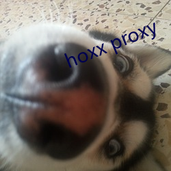 hoxx proxy