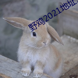 野鸡2021地址1地(dì)址2