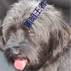 黑暗王(王)者