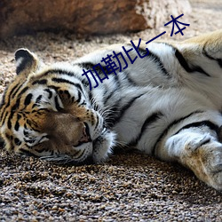 加(jiā)勒比一(yī)本