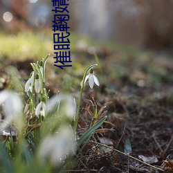 催眠鞠婧祎第一版主 （样片）