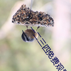 一二三四(sì)免(miǎn)费观看在线视频中文版