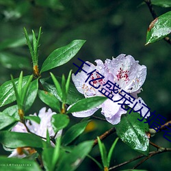 千亿(億)盛宠闪(閃)婚老(老)公超能(能)干