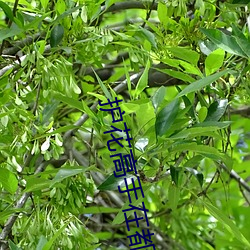 护花高手在都市 （螟蛉）