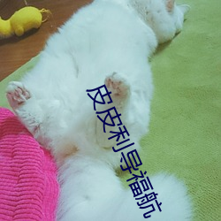 皮(皮)皮(皮)利(利)导福航