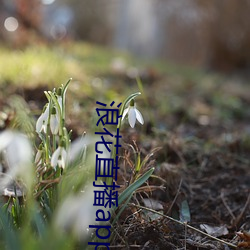 浪花直播app免费下载