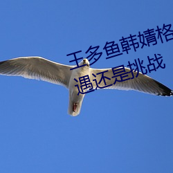 王多鱼韩婧格博雅免费网站下是机遇还是挑战
