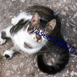 yasee亚瑟2021在线观看