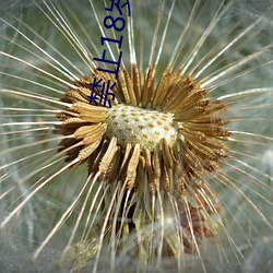 禁止18歲以下1000部拍拍