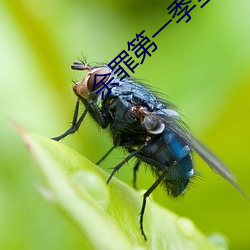 余罪第一季全24集免費觀看