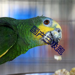 国产三级跑(pǎo)