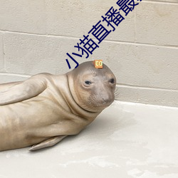 小猫(貓)直播最新版app