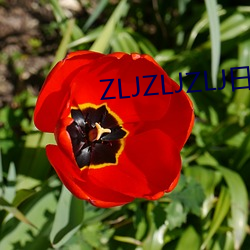 ZLJZLJZLJ日本人水多多