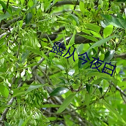 露从今夜白 （赤身裸体）