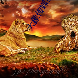 大象傳媒國産