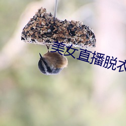 美女直播脱衣