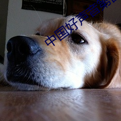 中国好声音第四季免费观看