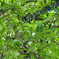 牙医郝板栗完整板在哪里可 （义胆忠肝）